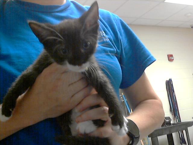 adoptable Cat in Fayetteville, NC named EDWARD