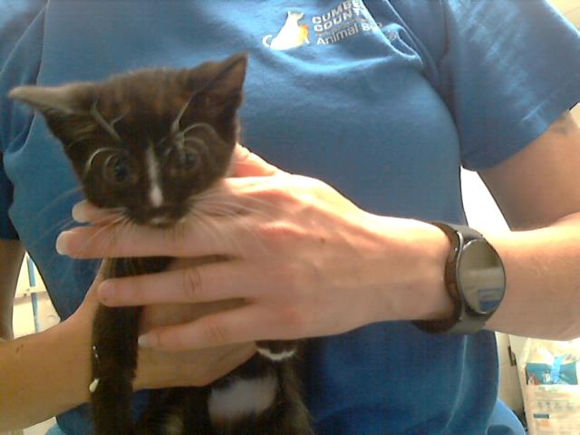 adoptable Cat in Fayetteville, NC named ROSALIE