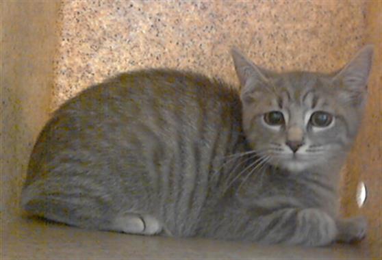 adoptable Cat in Fayetteville, NC named A422155