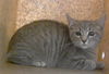 adoptable Cat in  named A422155