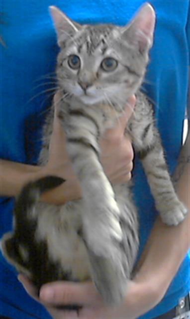 adoptable Cat in Fayetteville, NC named A422158