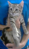 adoptable Cat in  named A422158
