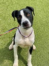 adoptable Dog in  named JUNE