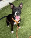 adoptable Dog in Fayetteville, NC named KARLEE