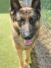 adoptable Dog in Fayetteville, NC named ROCKY