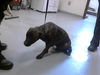 adoptable Dog in Fayetteville, NC named AMAYA