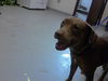 adoptable Dog in  named A422153