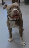 adoptable Dog in Fayetteville, NC named DROOLIUS CAESAR