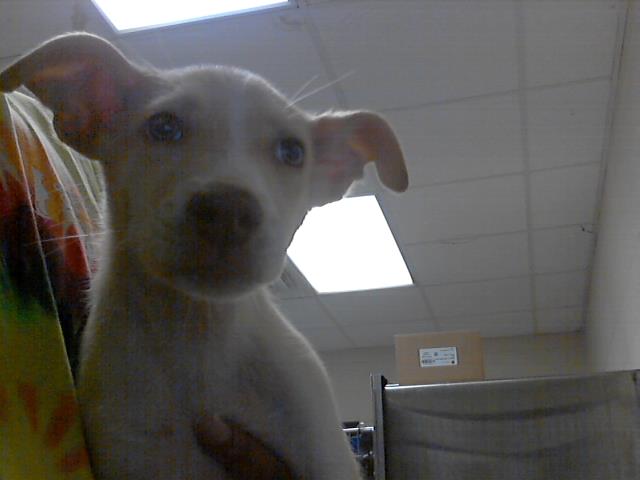 adoptable Dog in Fayetteville, NC named A422146