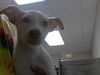 adoptable Dog in Fayetteville, NC named A422146