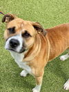 adoptable Dog in Fayetteville, NC named DRAKE