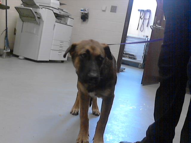 adoptable Dog in Fayetteville, NC named CARTER