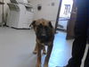 adoptable Dog in  named CARTER