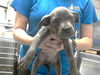 adoptable Dog in Fayetteville, NC named A422169
