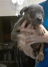 adoptable Dog in Fayetteville, NC named A422171