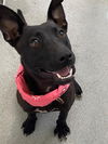 adoptable Dog in Fayetteville, NC named SIERRA