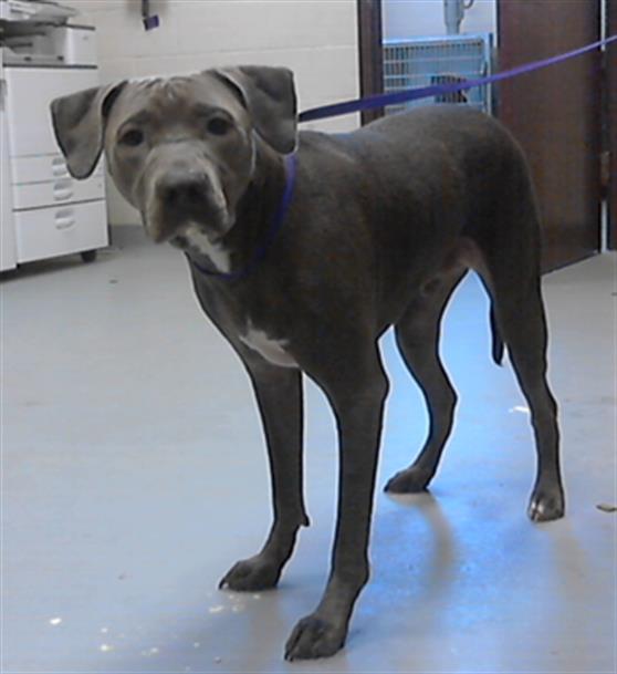 adoptable Dog in Fayetteville, NC named OLIVER