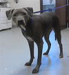 adoptable Dog in Fayetteville, NC named OLIVER