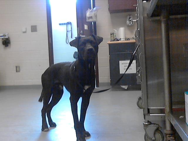 adoptable Dog in Fayetteville, NC named TAYLOR