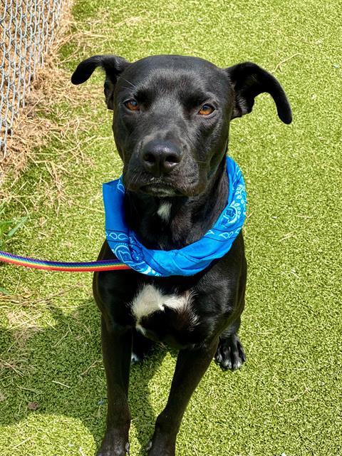 adoptable Dog in Fayetteville, NC named TAYLOR