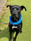 adoptable Dog in  named TAYLOR