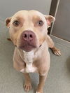 adoptable Dog in Fayetteville, NC named ZIGGY