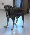 adoptable Dog in  named BEBE
