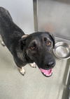 adoptable Dog in Fayetteville, NC named BEBE