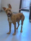 adoptable Dog in Fayetteville, NC named CORRIE