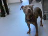 adoptable Dog in Fayetteville, NC named RANA