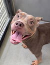 adoptable Dog in  named RANA