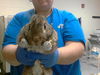 adoptable Rabbit in  named A422228