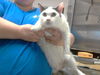 adoptable Cat in Fayetteville, NC named PIXIE