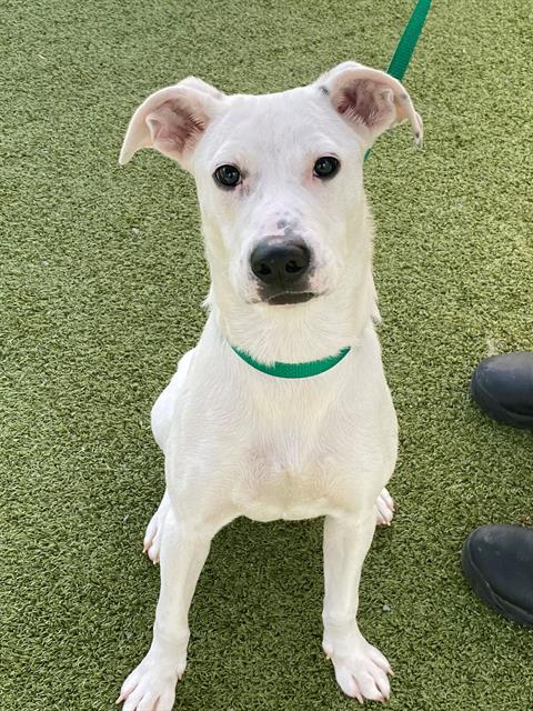 adoptable Dog in Fayetteville, NC named GREMLIN
