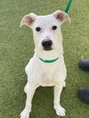 adoptable Dog in  named GREMLIN