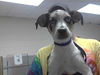 adoptable Dog in Fayetteville, NC named K-SWISS