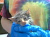 adoptable Cat in  named DOROTHY