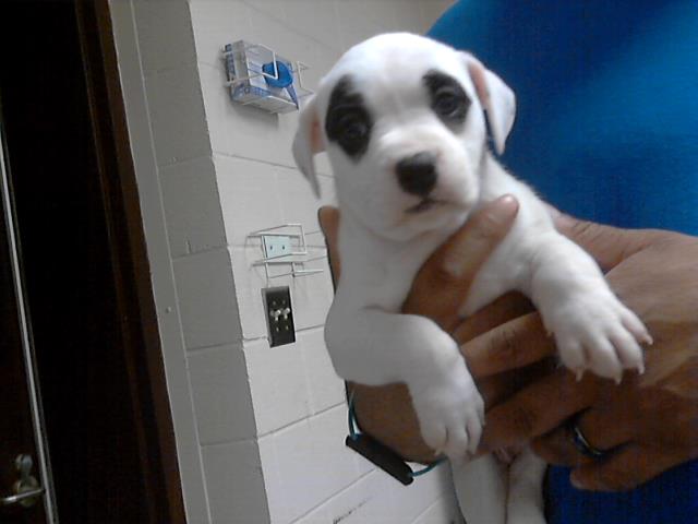 adoptable Dog in Fayetteville, NC named ARIA