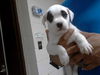 adoptable Dog in Fayetteville, NC named A422106