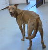 adoptable Dog in Fayetteville, NC named JASPER