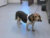 adoptable Dog in Fayetteville, NC named A422164