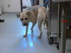 adoptable Dog in  named SHOCKA