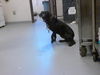 adoptable Dog in  named ADDISON