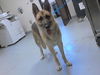 adoptable Dog in Fayetteville, NC named KING