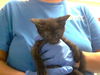 adoptable Cat in Fayetteville, NC named RAYA