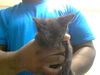 adoptable Cat in Fayetteville, NC named RIO