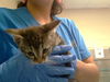 adoptable Cat in Fayetteville, NC named A421601
