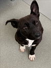 adoptable Dog in  named TULIP