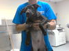 adoptable Dog in Fayetteville, NC named A422249