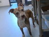 adoptable Dog in Fayetteville, NC named A422265